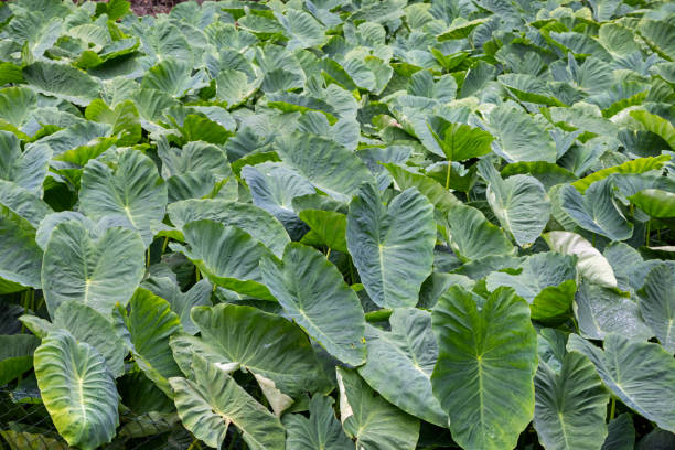 istock Indian taro plant with large leaves 1341111235
