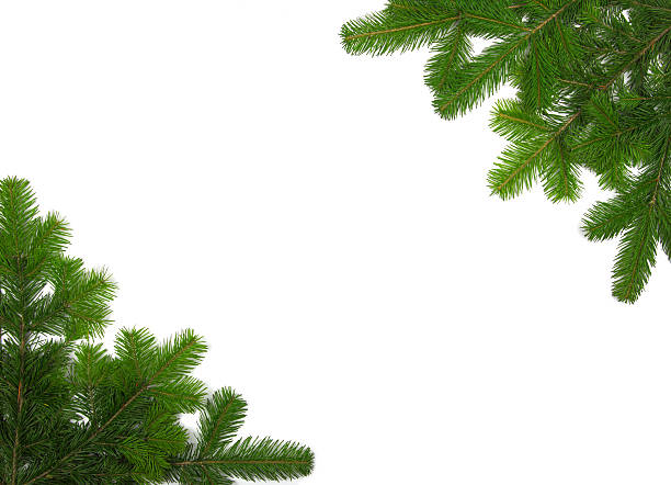 istock Christmas composition of fir-tree branches 134111150