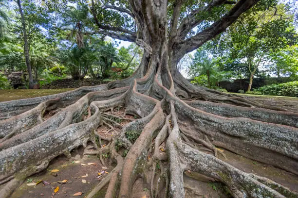 Photo of Ficus robusta or rubber plant