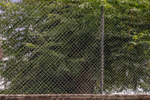 Lush palm leaves behind a solid wire fence in Ponta Delgada on the Portuguese Azorean Island San Miguel in the center of the North Atlantic Ocean
