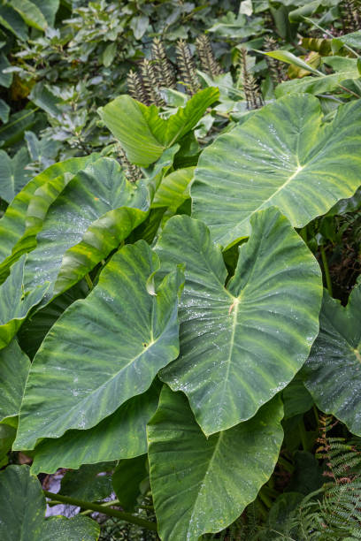 istock Indian taro plant with large leaves 1341112293