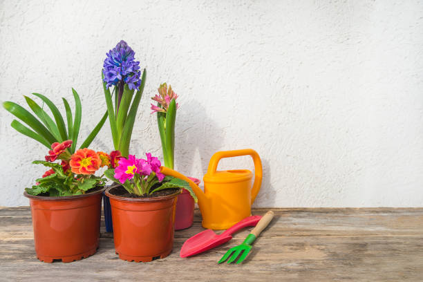 Spring gardening concept; Blue hyacinth flower, purple primroses and gardening equipmpent on old wooden table near white wall primula stock pictures, royalty-free photos & images