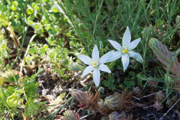 Beautiful white flower Ornithogalum umbellatum, the garden star-of-Bethlehem or grass lily, growing wildly in the nature, symbolizing innocence and purity, in Drivenik, Croatia