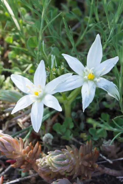 Beautiful white flower Ornithogalum umbellatum, the garden star-of-Bethlehem or grass lily, growing wildly in the nature, symbolizing innocence and purity, in Drivenik, Croatia