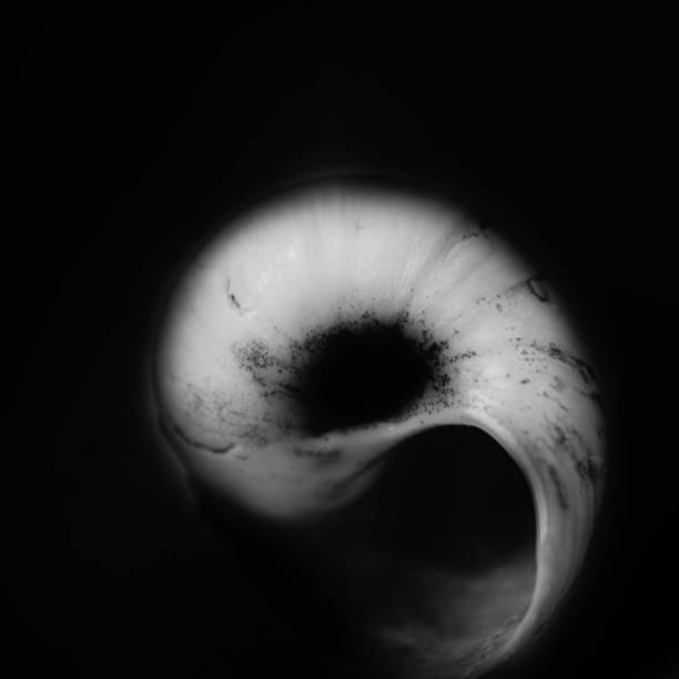 istock The monochromatic circular shape of a seashell on black backgrounds 1341114589