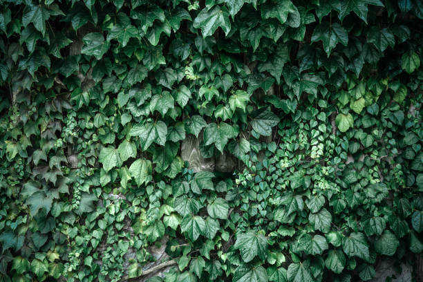 istock Green ivy leaves hedge creeper vine background 1341115164