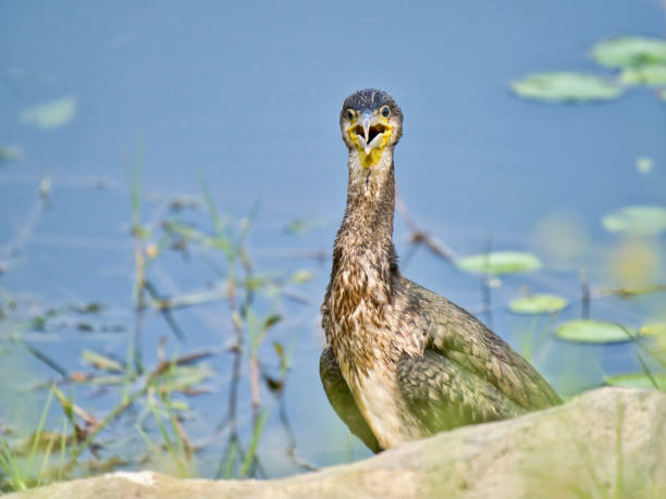 A Great Cormorant at Lake Kerkini