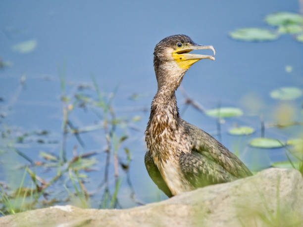 istock A Great Cormorant at Lake Kerkini 1341115606