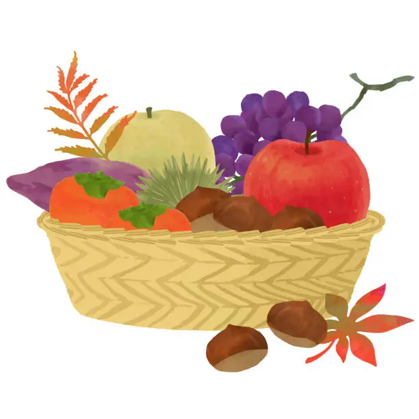 Vector illustration of Autumn fruits in basket vector illustration
