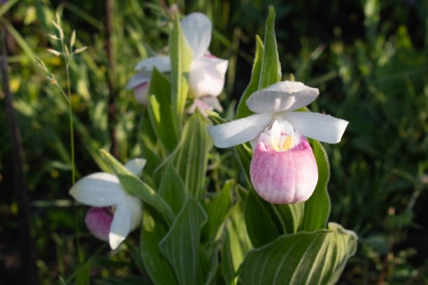 istock The Lady Slippers 1341116788