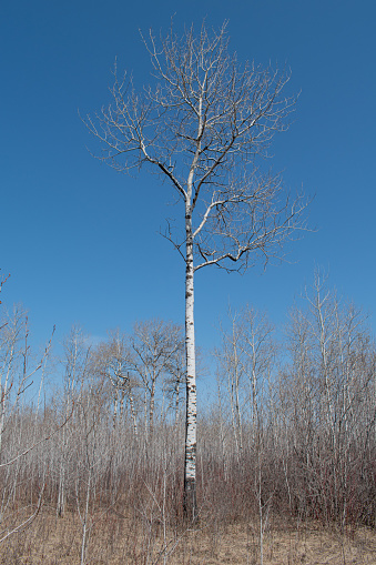 A proud white poplar tree in eastern Manitoba standing alone in the center of its kin. I just felt inspired by this tree and had to capture this moment.  Photographed in eastern Manitoba, Canada.