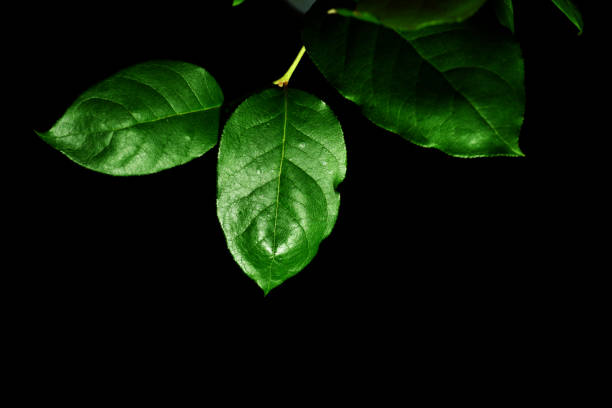 beautiful green leaves on a black background close