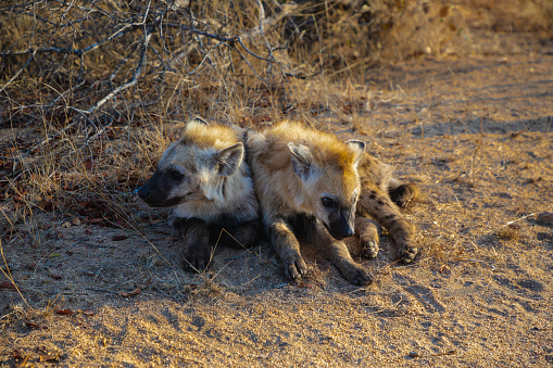 Young Hyena lying with the sun shining on them