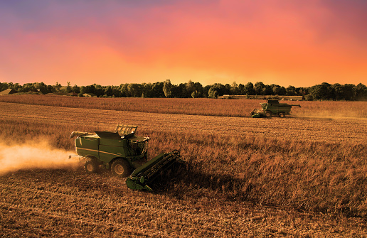 Harvesting season. Combine harvesting wheat at sunset