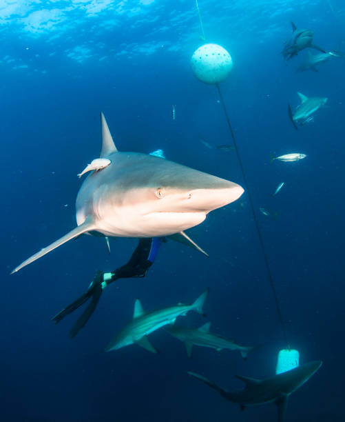 istock Blacktip ocean shark swimming in tropical underwaters 1341121372