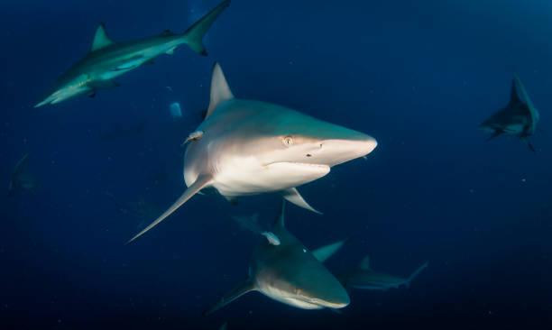 istock Blacktip ocean shark swimming in tropical underwaters 1341121374
