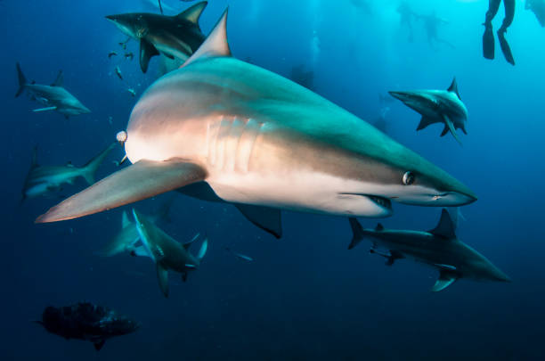 Blacktip ocean shark swimming in tropical underwaters Blacktip ocean shark swimming in tropical underwaters. Sharks in underwater world. Observation of animal world. Scuba diving adventure in South Africa coast of RSA blacktip reef shark stock pictures, royalty-free photos & images