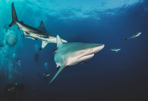 istock Blacktip ocean shark swimming in tropical underwaters 1341121411