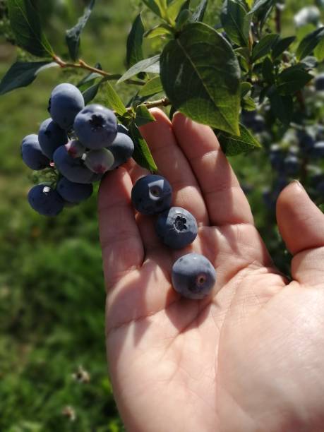 istock Ripe blueberry cluster on a blueberry bush on hand 1341121463