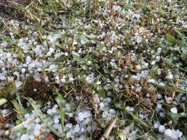 istock Hail that fell on the green grass in the summer 1341121467