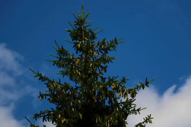 Photo of Green dark spruce with cones against the blue sky.
