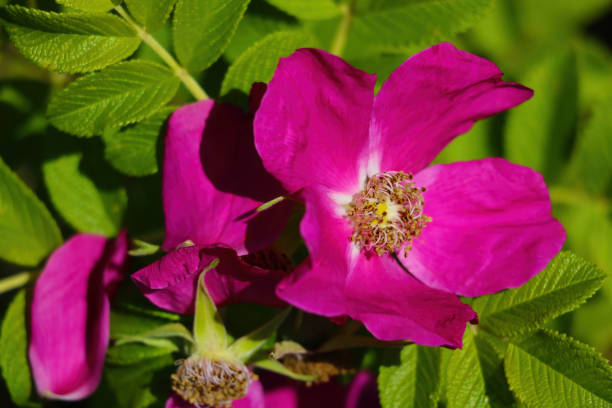 istock Blooming rosebuds in spring. Fragrant smell. Nature 1341121780