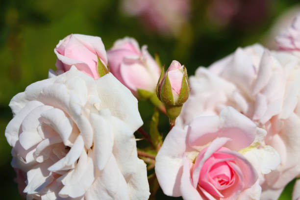 istock Blooming rose buds in a garden or park in spring. 1341121846