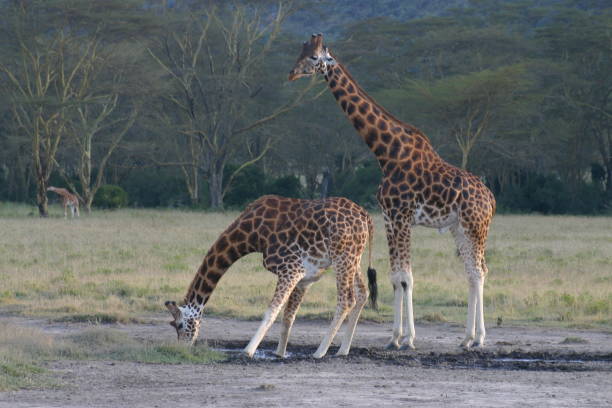 istock Masai Giraffe in Kenya - standing and drinking 1341122752