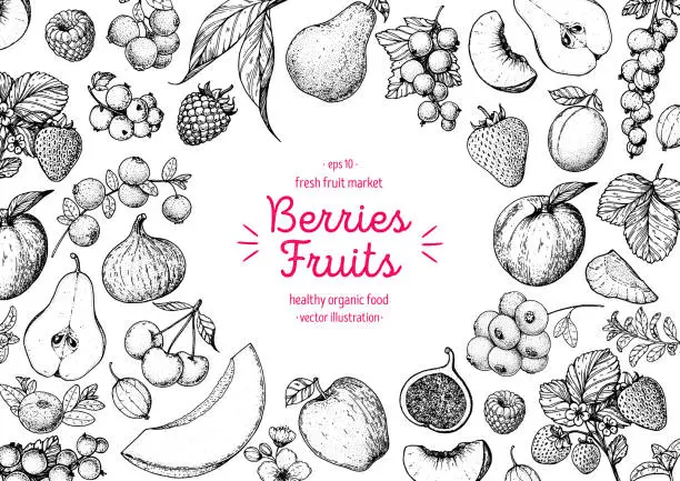 Vector illustration of Berries and fruits drawing collection. Hand drawn berry sketch. Vector illustration.