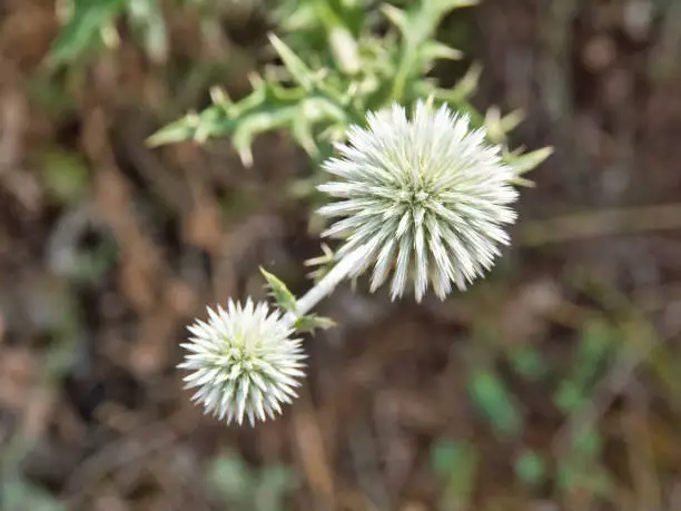 Echinops sphaerocephalus.
The National Park consists of the great Prespa Lake and the small Prespa Lake which are located on the border triangle of North Macedonia and Albania.