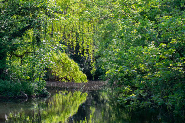 istock Pond At The Frankendaelpark At Amsterdam The Netherlands 1341123124
