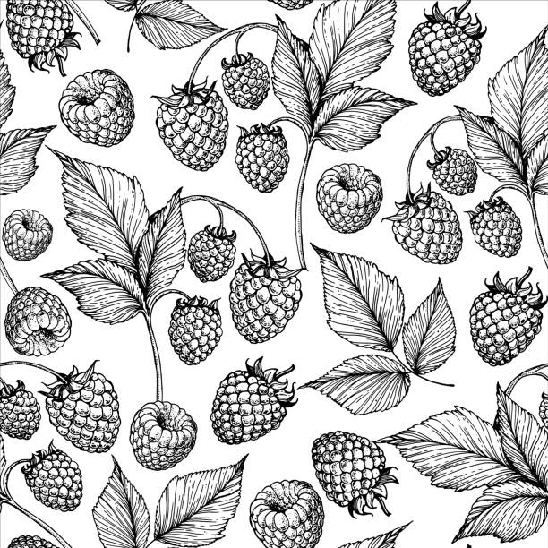 bezszwowy wzór z malinami i liśćmi malin. ręcznie rysowany szkic. czarno-biała ilustracja. ilustracja wektorowa. - raspberry berry fruit fruit backgrounds stock illustrations