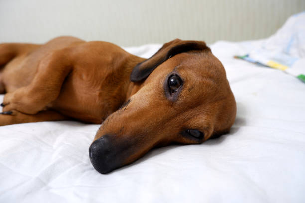 istock dog is lying on the bed 1341123230