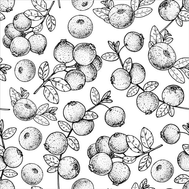 Seamless pattern with cranberry. Hand drawn sketch. Black and white style illustration. Vector illustration. Cranberries background. Seamless pattern with cranberry. Hand drawn sketch. Black and white style illustration. Vector illustration. Cranberries background blueberry autumn bush northblue blueberry stock illustrations