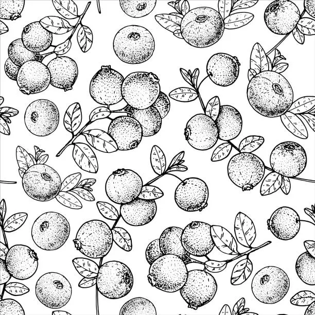 Vector illustration of Seamless pattern with cranberry. Hand drawn sketch. Black and white style illustration. Vector illustration. Cranberries background.