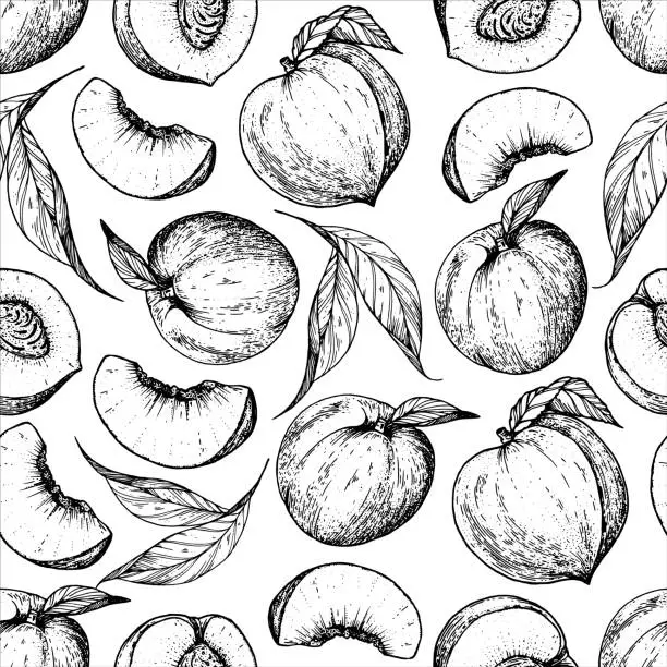 Vector illustration of Seamless pattern with peach fruit. Hand drawn sketch. Black and white style illustration. Vector illustration.