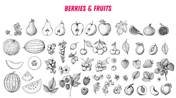 열매와 과일 그리기 컬렉션. 손으로 그린 베리와 과일 스케치. 벡터 그림입니�다. 각인 된 스타일. - 에칭 stock illustrations