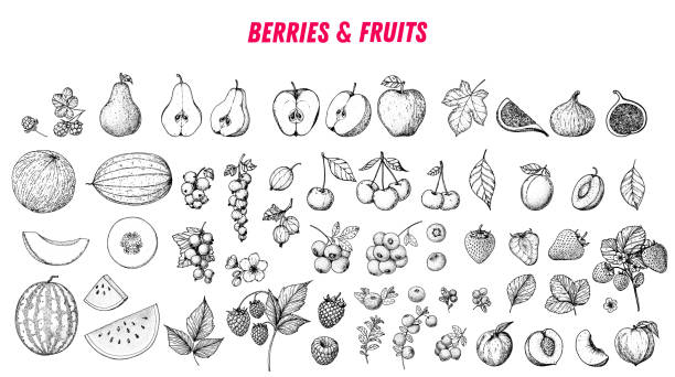 stockillustraties, clipart, cartoons en iconen met berries and fruits drawing collection. hand drawn berry and fruit sketch. vector illustration. engraved style. - apple fruit