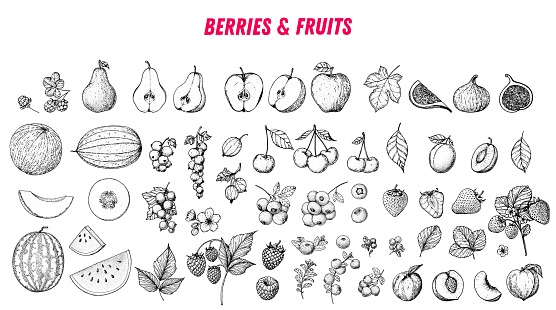 Berries and fruits drawing collection. Hand drawn berry and fruit sketch. Vector illustration. Engraved style