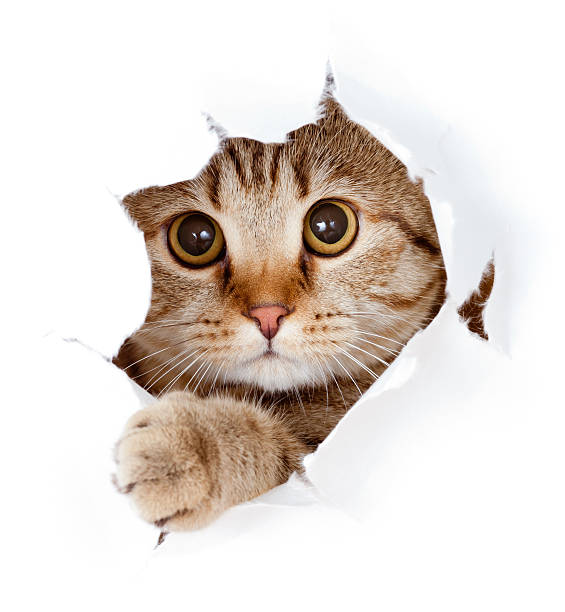 istock cat looking up in paper side torn hole isolated 134112475