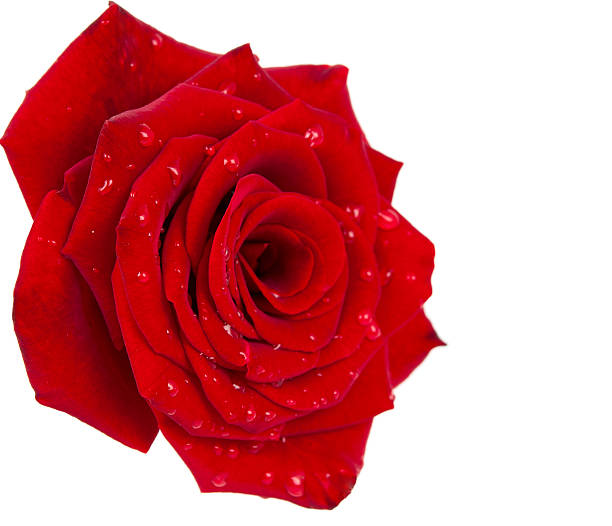 istock burgundy rose with drops 134112674