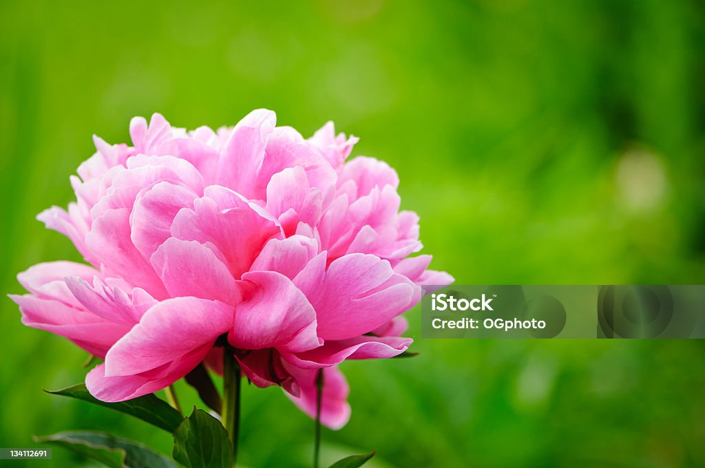 Fiore di peonia rosa - Foto stock royalty-free di Aiuola