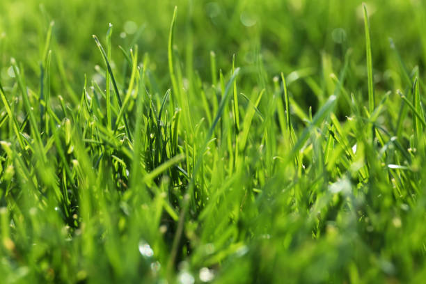 istock Lush green grass outdoors on sunny day, closeup 1341127157