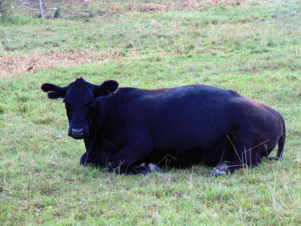 istock black angus cow is sitting in the field 1341127935