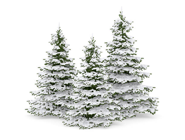istock Christmas Trees in the Snow 134112796