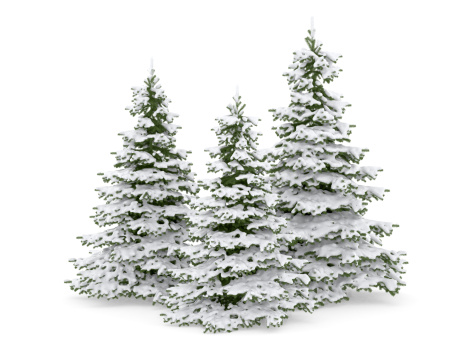 Three Christmas Trees in the Snow isolated on white background.