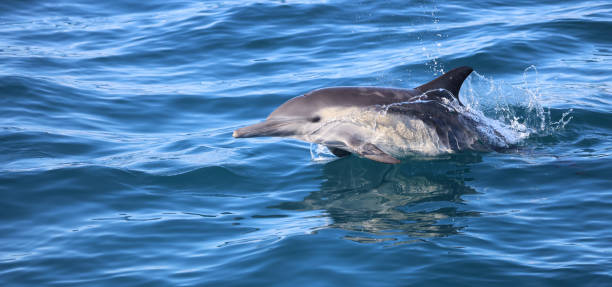 istock Dolphin Jumping in the water 1341128279
