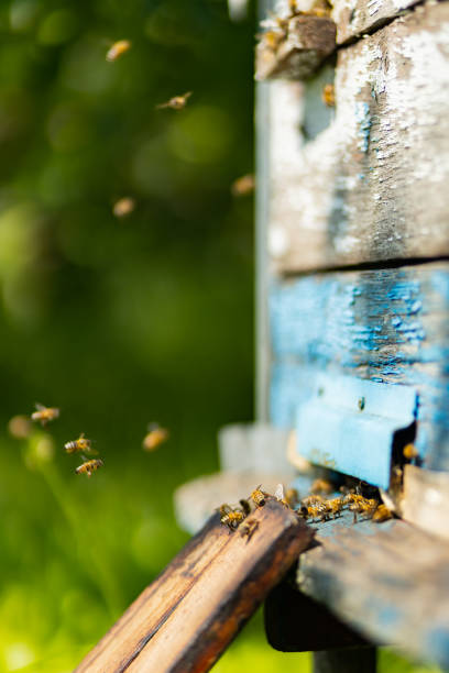 istock Bees flying around beehive. Honey bees swarming and flying around their beehive. Beekeeping concept. Selective focus 1341129517
