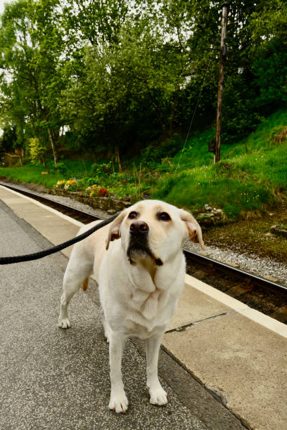 istock Old English Train Station 1341129555
