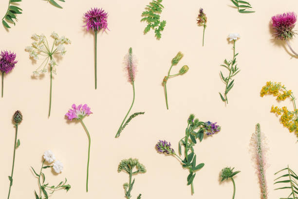 istock Top view fresh meadow flowers and grass Summer field plants as creative floral composition 1341129622